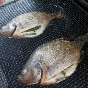 JAGRD Fresh water Tilapia stuffed Custom | JAGRD